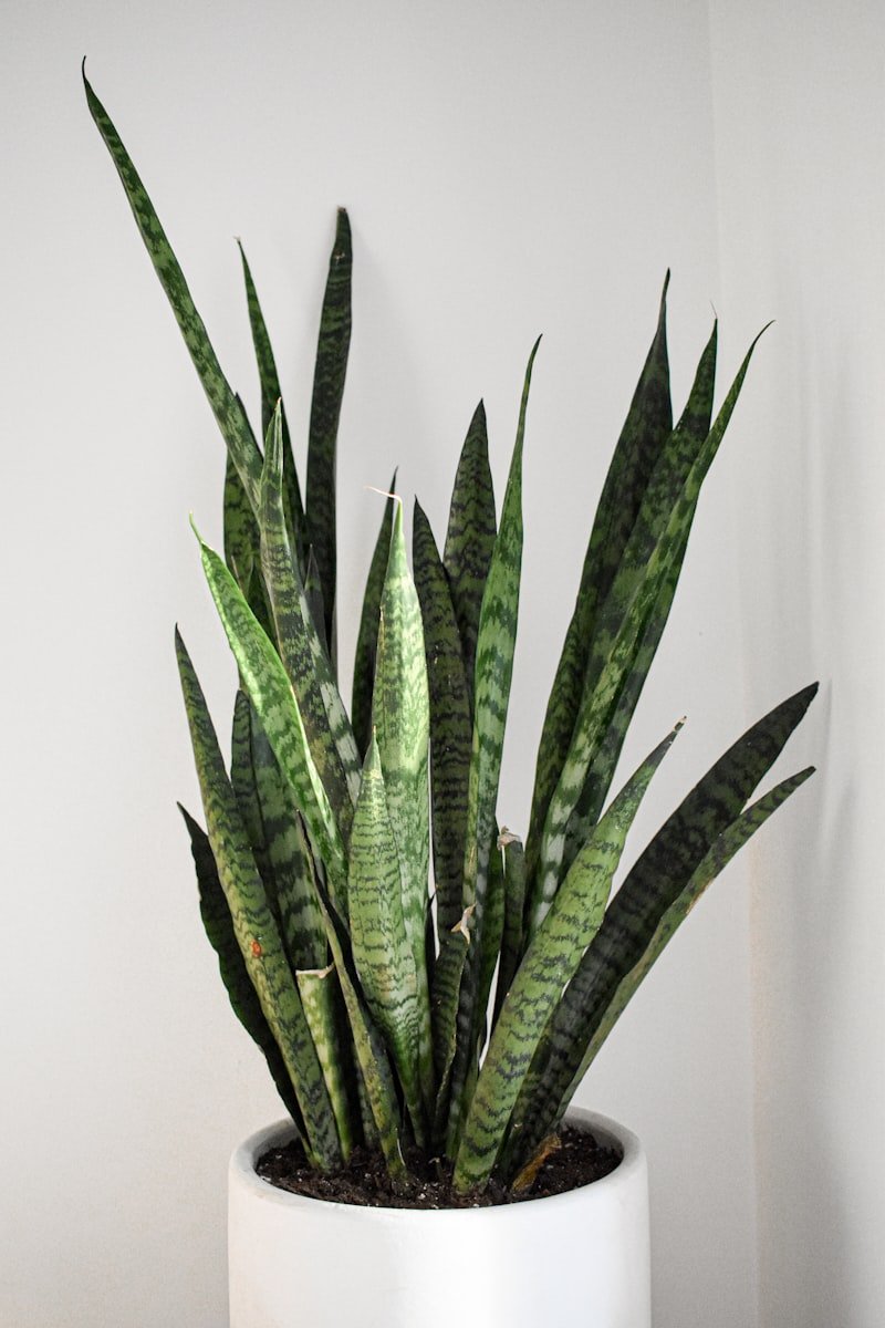 Boston Fern