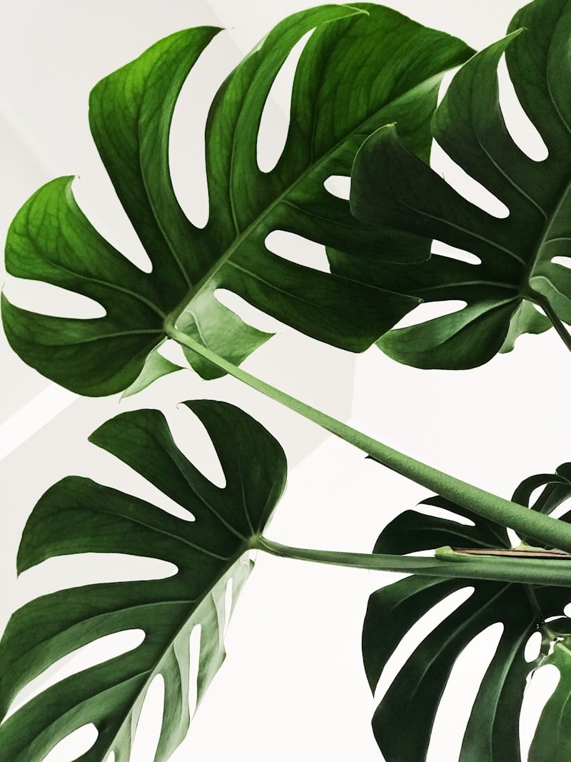 Dracaena