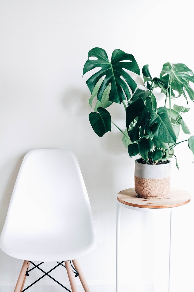 Fiddle Leaf Fig