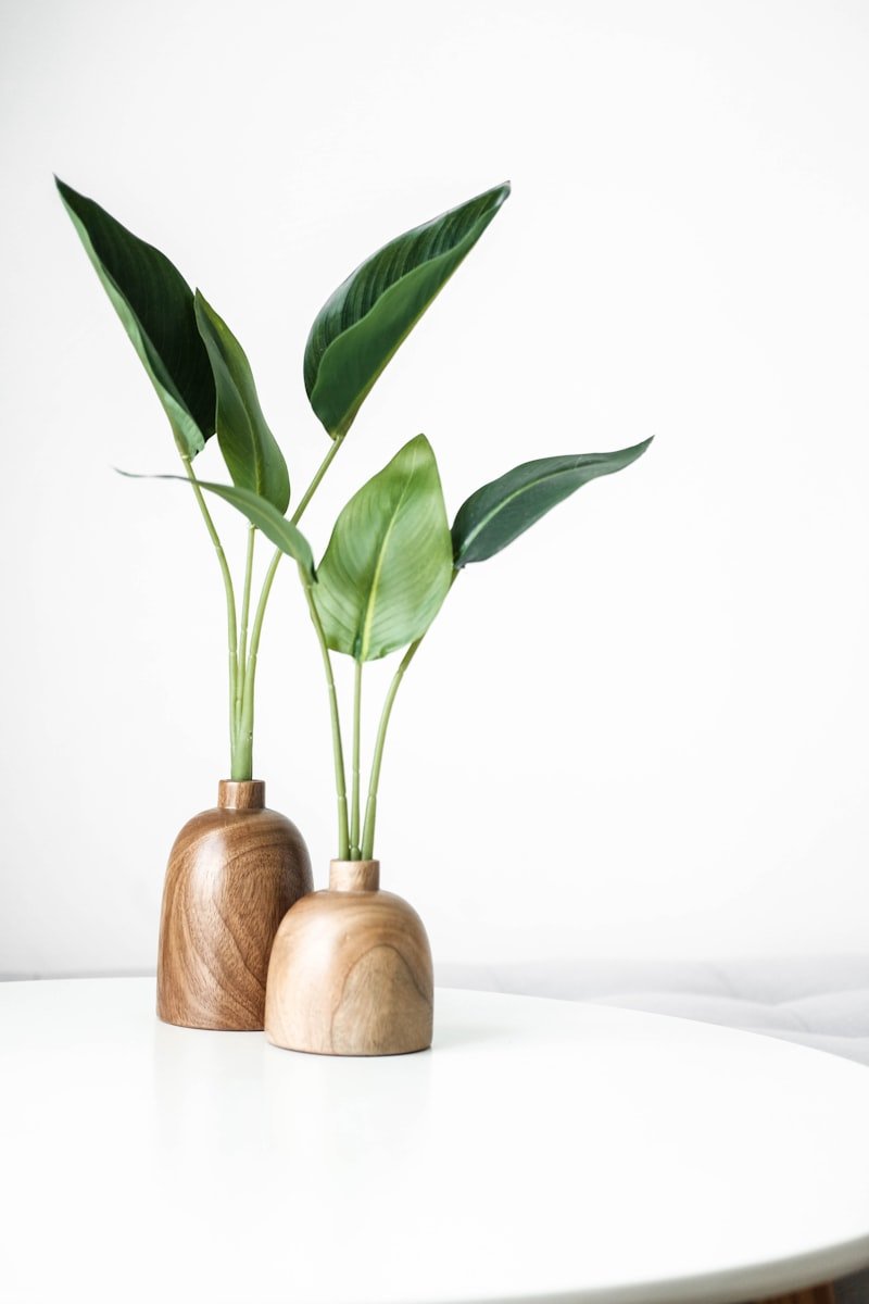 Spider Plant