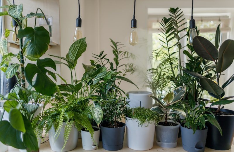 ZZ Plant